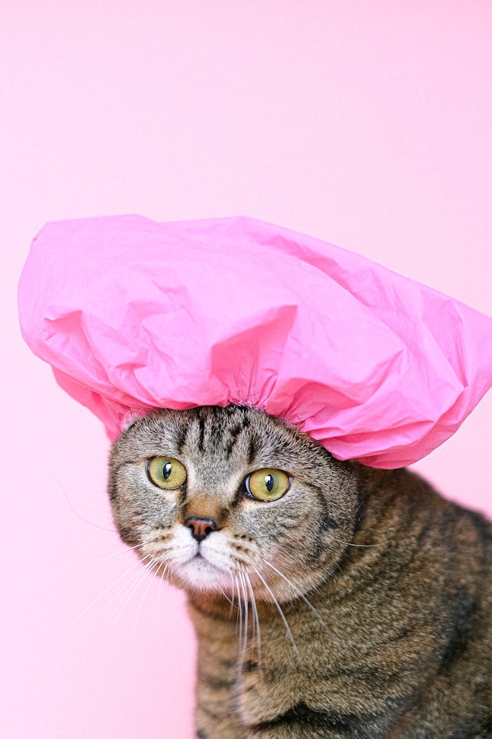 Adorable Scottish Fold cat wearing a pink shower cap, offering a cute and quirky portrait on a pink background.